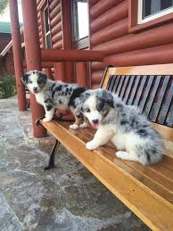 Blue Dogs Art Click Panosundaki Pin