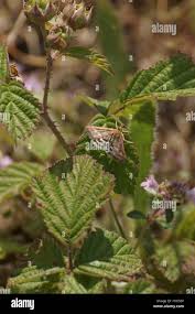 Image result for Pyrausta ostrinalis