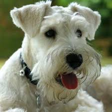 Black And White Miniature Schnauzer Darling White Mini Schnauzer Schnauzer White Schnauzer Mini Schnauzer