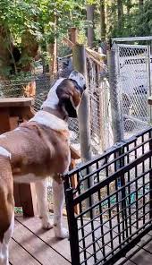 When your Saint Bernard wishes he was a Wolf Dog and howls with the 15 wolf  dogs at our wildlife rescue, education, conservation center. #rescueanimals  #wolf #saintbernard #howl