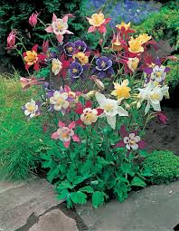 Image result for Aquilegia vulgaris Tower Mix