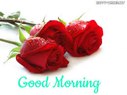 Good Morning Wishes With Red Rose Pictures Rose Flower Wallpaper Beautiful Red Roses Beautiful Roses