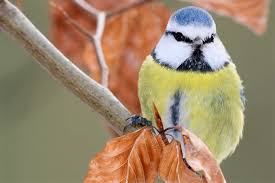 Wer ist am häufigsten am futterhaus? Den Garten Winterfit Fur Vogel Machen Nabu