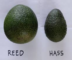 Check spelling or type a new query. Avocado Varieties For Year Round Harvest Greg Alder S Yard Posts Southern California Food Gardening