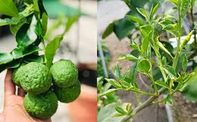 Dalam perubatan tradisional, air buah limau purut dipercayai mampu digunakan dalam jampi. Cara Ni Kalau Buat Makin Banyak Tunas Pokok Limau Purut Berbuah Lebat Keluarga