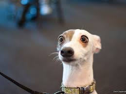 Resultado de imagen para meme perro sorprendido