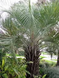 13 Cold Hardy Palm Trees Hgtv