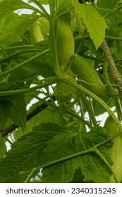 Image result for Basananthe pedata