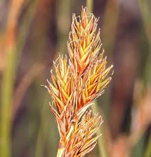 Image result for Carex leptosaccus