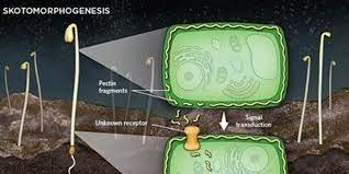 Plant cells encase themselves within a complex polysaccharide wall, which constitutes the raw material that is used to manufacture textiles, paper, lumber, films the cell wall not only strengthens the plant body, but also has key roles in plant growth, cell differentiation, intercellular communication, water. Plant Cell Walls Can Control Growth In The Dark The Scientist Magazine