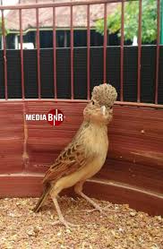 Check spelling or type a new query. Branjangan Java Maguire Stabil Kembali Torehkan Prestasi Mediabnr