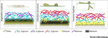 Difference between plant cell and yeast. The Role Of The Fungal Cell Wall In The Infection Of Plants Sciencedirect