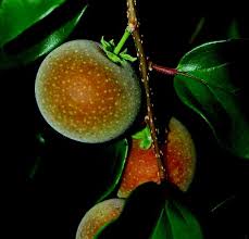 Image result for Dovyalis macrocalyx