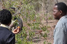 Image result for Ximenia americana