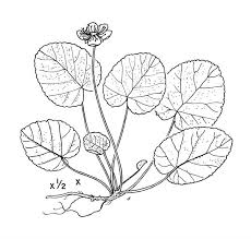 Image result for Rubus repens