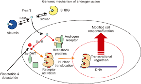 Health Risks Associated with Long-Term Finasteride and Dutasteride Use:  It's Time to Sound the Alarm