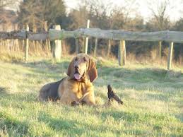 Rüde zum decken gesucht für meine bolonka dame suche ich einen passenden rüden. St Hubertus Bloodhound Deckrude Gesucht Hunde Kleinanzeigen Net