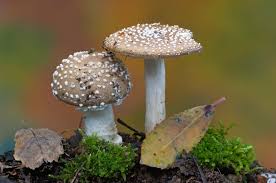 Fungus Definition Characteristics Types Facts