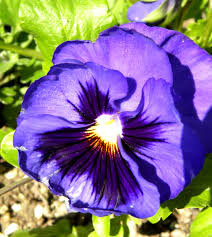 Most modern day calendars divide the year in 4 seasons: February Fruits Flowers And Veggies In A Southern California Garden Lou Murray S Green World