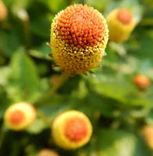 Image result for Spilanthes