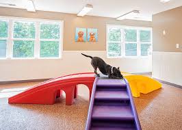 At the pampered pet resort we believe pampering should be a way of life for all dogs and cats. Metro Atlanta Pet Boarding Alpharetta Roswell Johns Creek Norcross And Duluth Dogphoria S Pampered Pets