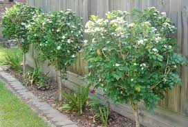 Sweet Olive Balls Maybe Olive Trees Landscape Sweet Olive Tree Trees To Plant