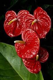 Pin On Flowers