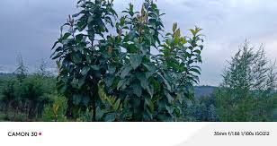 Image result for Blepharis stuhlmannii