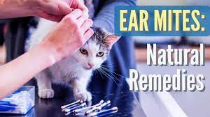 Ear Mites In Cats And Dogs Natural Solutions Youtube