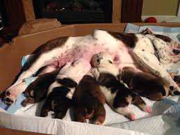 Bulldog information including personality, history, grooming, pictures, videos, and the akc breed standard. English Bulldog Puppies Adults Standard And Rare Colors Photos Facebook