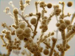 Image result for Buchnera candida