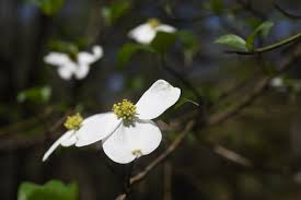 Female trees begin producing fruit after about 20 years, states the u.s. Recent Rain Has Been Kind To Flowering Trees Like Dogwoods
