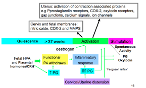 Oxytocin reflex babinski reflex reflex arc diagram hunter ferguson ferguson tractors bainbridge reflex milk ejection reflex pupillary reflex endocrine reflex ferguson lights pupillary reflex. Sc21 Lec 14 Parturition And Lactation Flashcards Quizlet