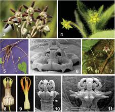 Image result for Orthanthera