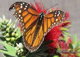 Please post below if you have any questions or comments i love the mexican sunflower,i grow it on all three light posts. Monarch Butterfly Stops In San Antonio Mid November Before I Forget