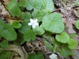 Image result for Rubus repens
