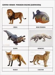 Alam haiwan haiwan yang makan tumbuhan dan haiwan lain for more information and source, see on this link : Carnivora
