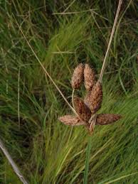 Image result for Bolboschoenus glaucus