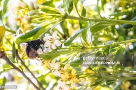 89 Bud Carpenter Stock Photos, High-Res Pictures, and Images