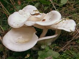 Image result for Clitocybe multiceps
