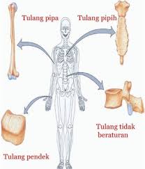 Bentuk Bentuk Tulang Ciri Karakteristik Dan Gambarnya Lengkap Ruangbiologi Co Id