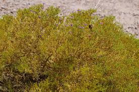 Image result for Fagonia sinaica