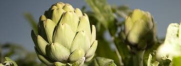 California Artichoke Advisory Board The Basics