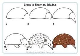 Learn To Draw An Echidna Learn To Draw Art Drawings For Kids Animal Drawings