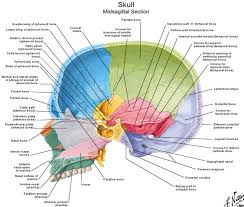Lateral Inside View Of Skull Netter Anatomy Skull Anatomy Anatomy And Physiology