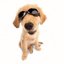 Goggles For Your Dog Doggles Dog Sunglasses Dog Goggles Pet Boutique