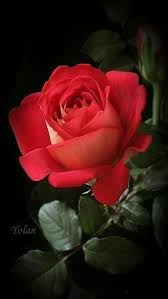 La raccolta è fatta prevalentemente a mano. Bella Rosa ãã‚Œã„ãªãƒãƒ© ç¾Žã—ã„èŠ± ãã‚Œã„ãªèŠ±
