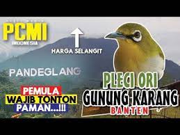 Ciri Ciri Pleci Gunung Karang Ori Langsung Dari Cidahu Banten 2021 Youtube