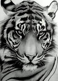 Tigre Fotos Desenhos E Tattoo Tiger Art Tiger Tattoo Animal Drawings