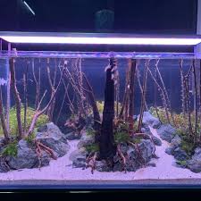 Pin On Aquarium Fish